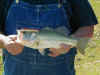 may13_1_4lb.JPG (59647 bytes)