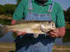 may4_2_5lb.JPG (61601 bytes)